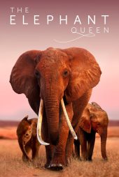 دانلود مستند The Elephant Queen 2018