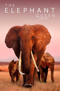 دانلود مستند The Elephant Queen 2018